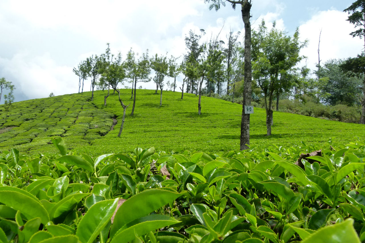 Senderismo en los campos de Té de Munnar (Kerala, India)