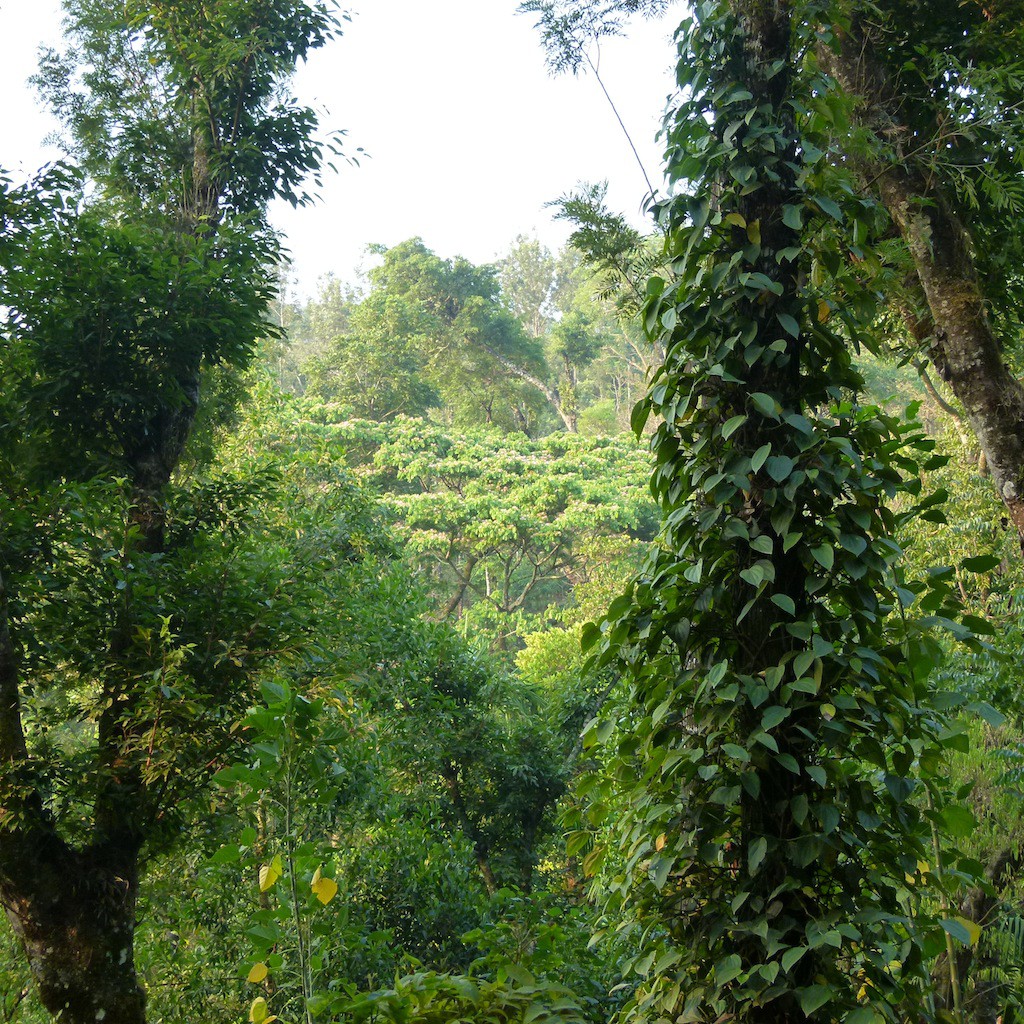 plantación de café con casa rural