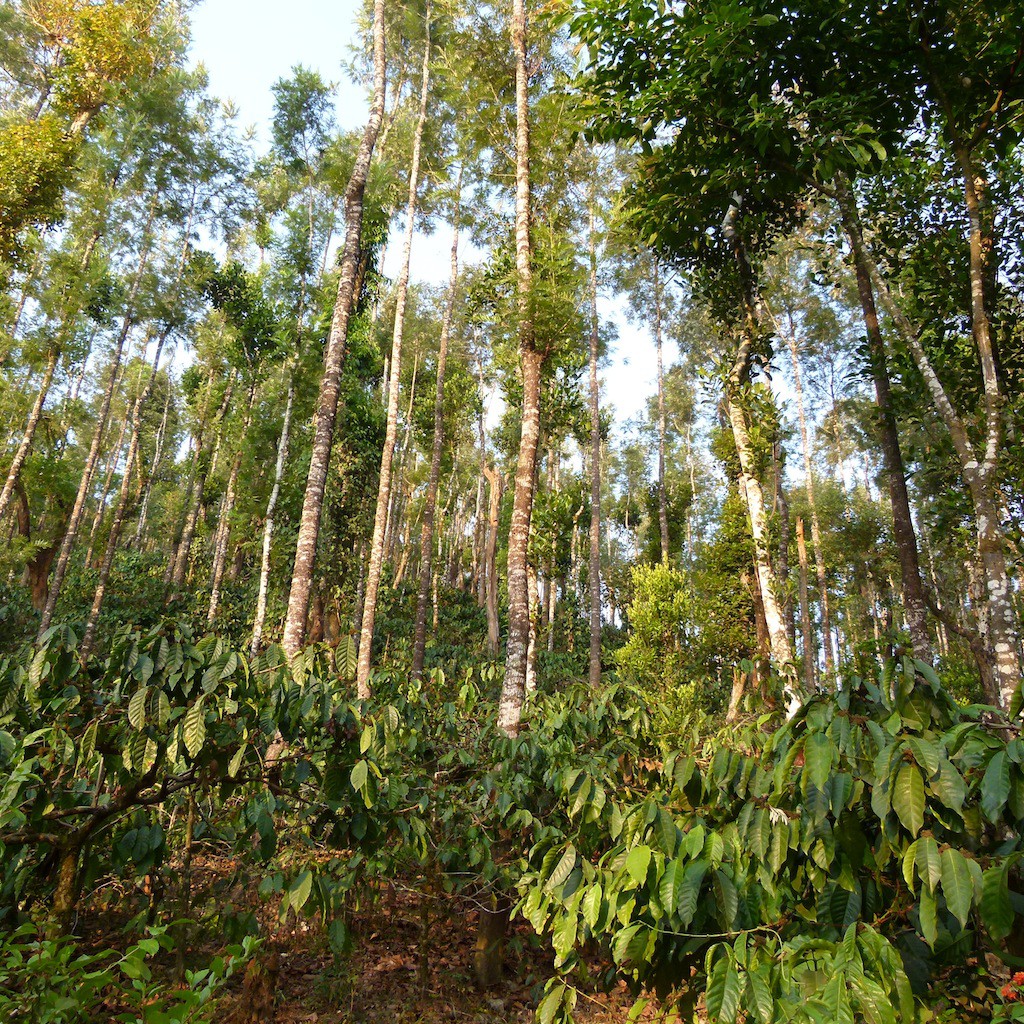 plantación de café con casa rural