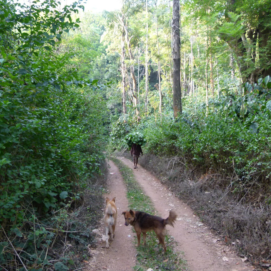 plantación de café con casa rural