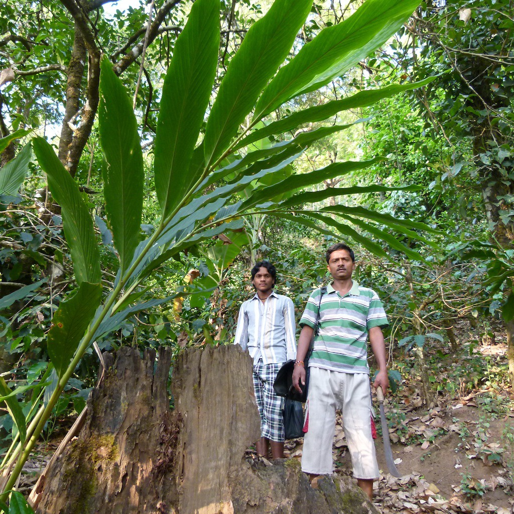 plantación de café con casa rural