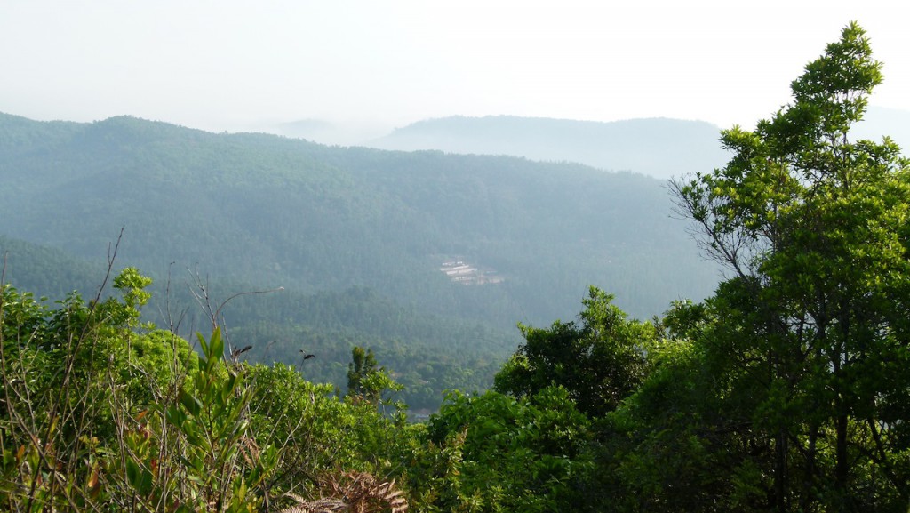 plantación de café con casa rural