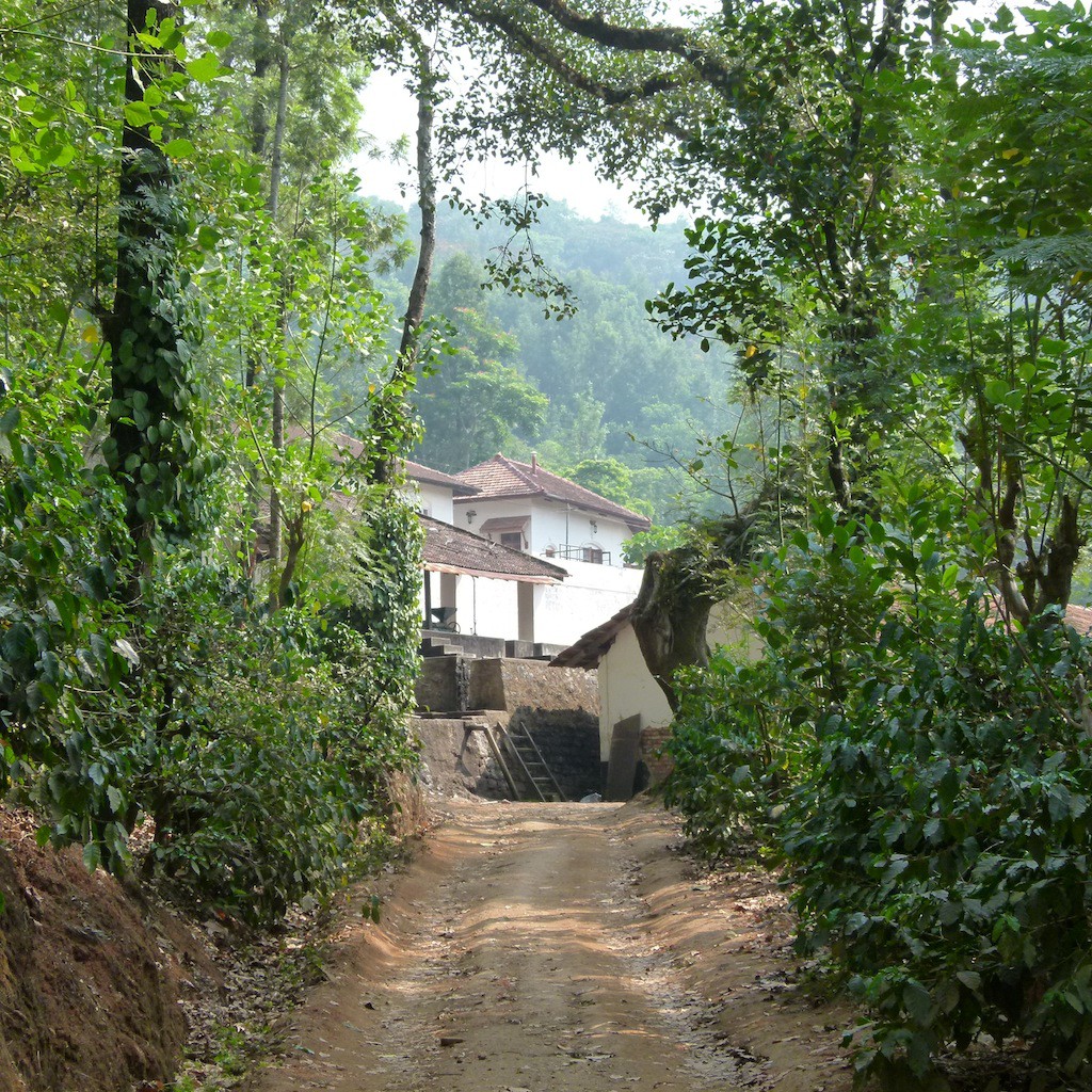 plantación de café con casa rural