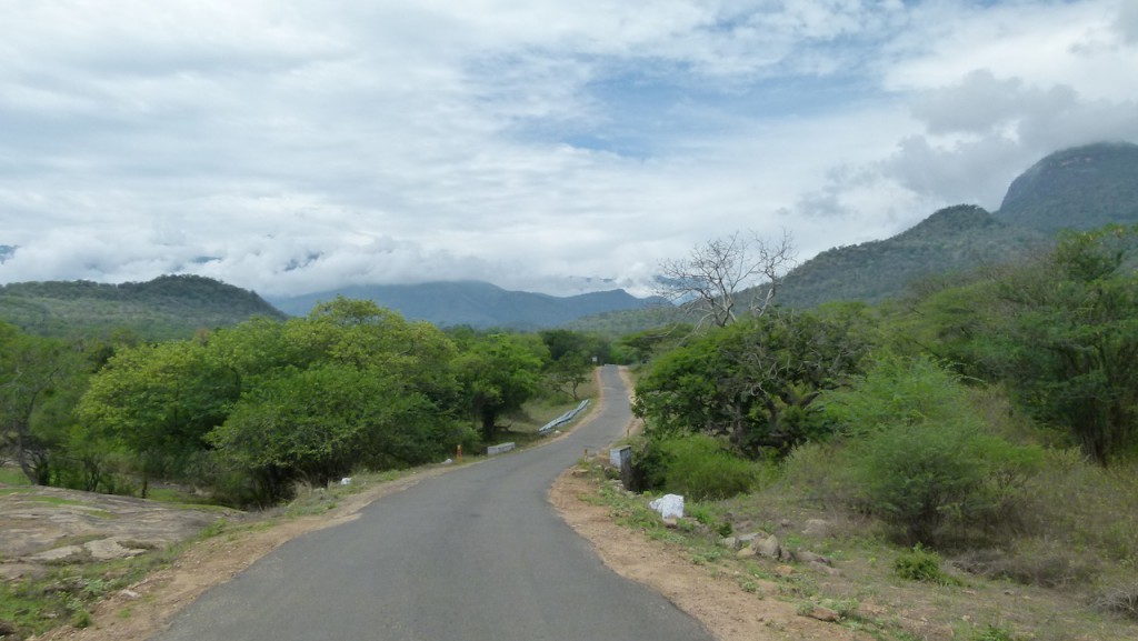 Viajar a India: Plantación de cardamomo en Munnar