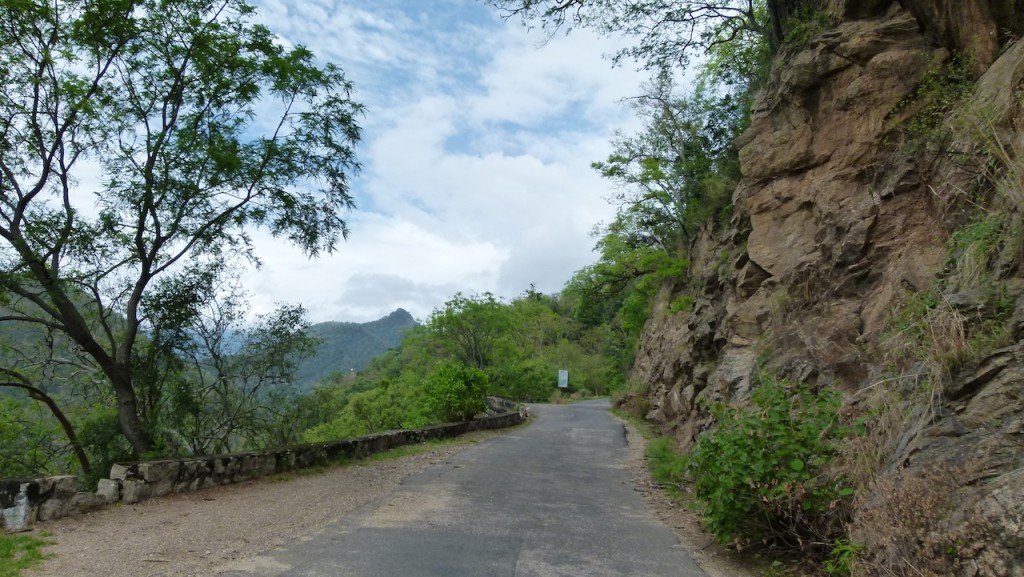 Viajar a India: Plantación de cardamomo en Munnar