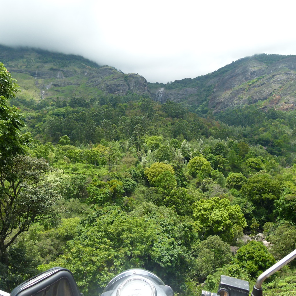 Viajar a India: Plantación de cardamomo en Munnar