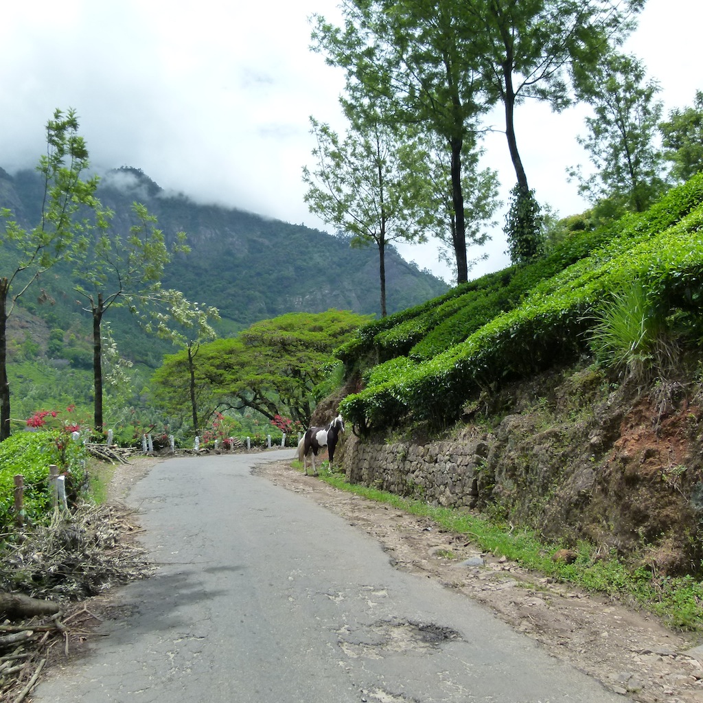 Viajar a India: Plantación de cardamomo en Munnar