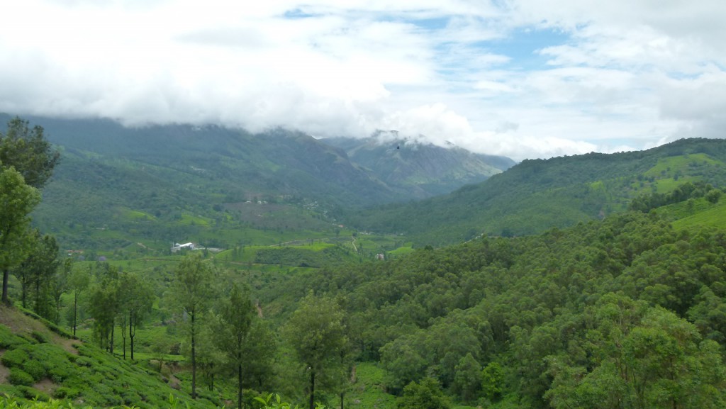 Viajar a India: Plantación de cardamomo en Munnar