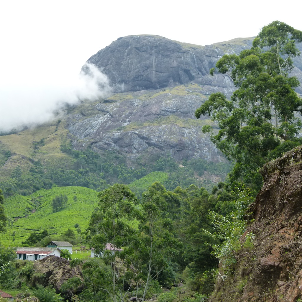 Viajar a India: Plantación de cardamomo en Munnar