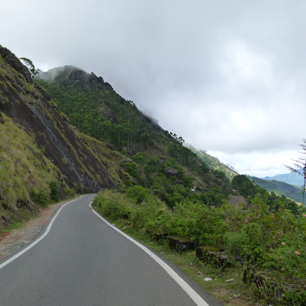 Viajar a India: Plantación de cardamomo en Munnar