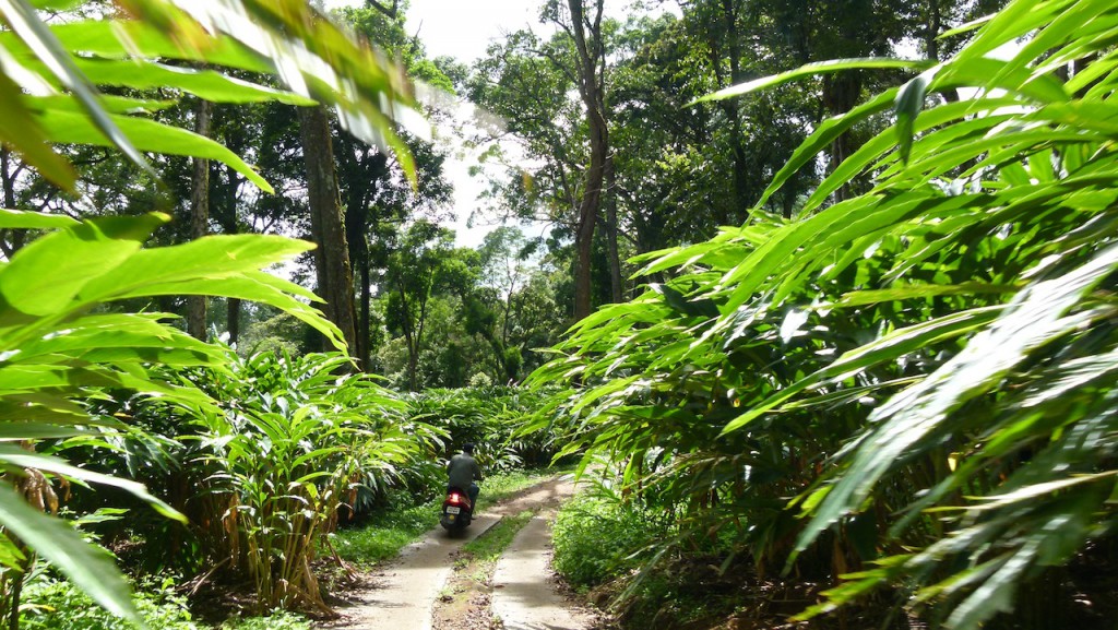 Viajar a India: Plantación de cardamomo en Munnar