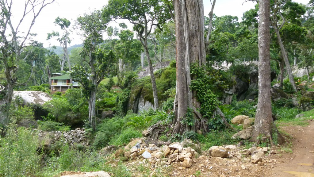 Viajar a India: Plantación de cardamomo en Munnar