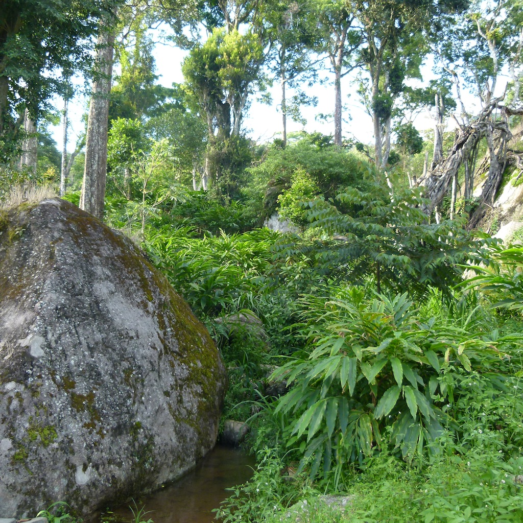 Viajar a India: Plantación de cardamomo en Munnar