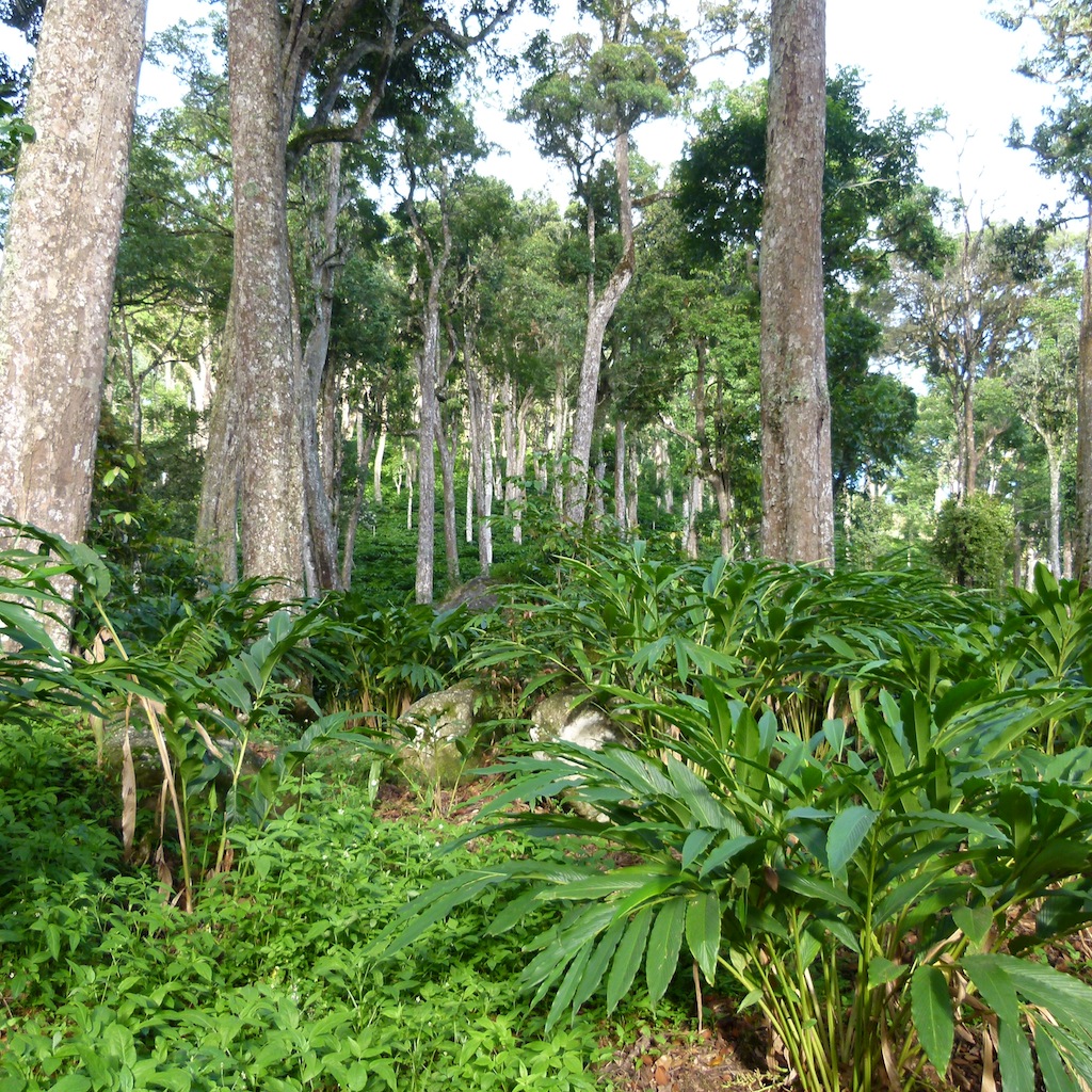 Viajar a India: Plantación de cardamomo en Munnar