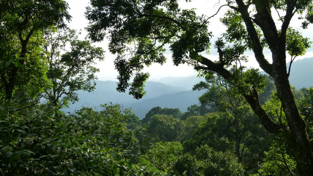 Viajar a India: Plantación de cardamomo en Munnar