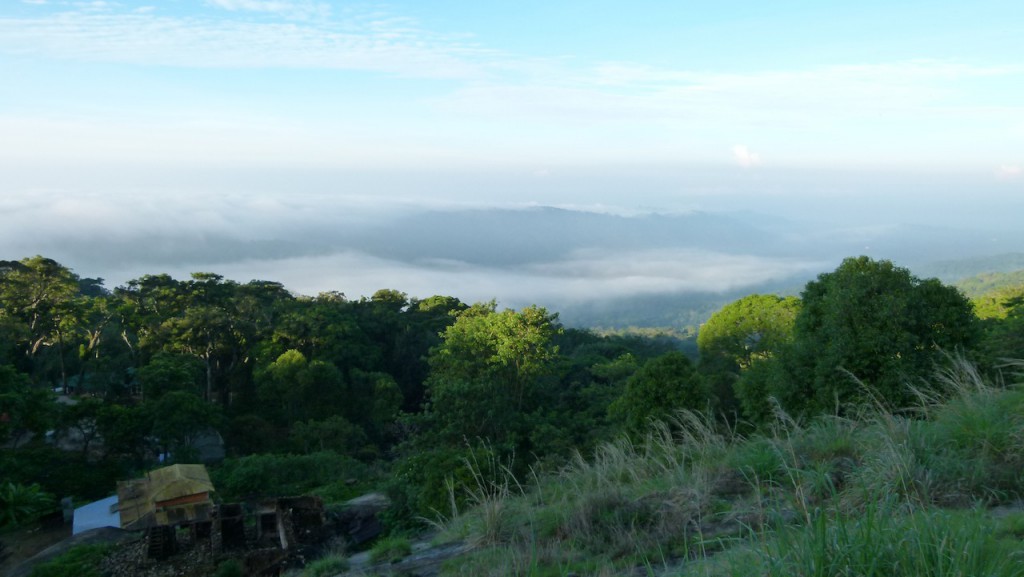 Viajar a India: Plantación de cardamomo en Munnar