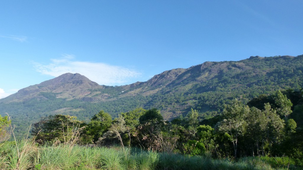 Viajar a India: Plantación de cardamomo en Munnar