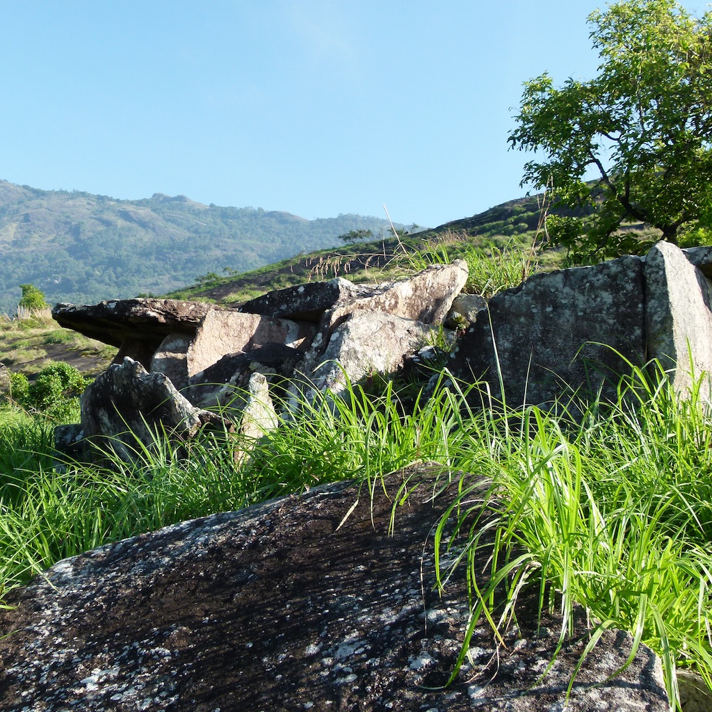 Viajar a India: Plantación de cardamomo en Munnar