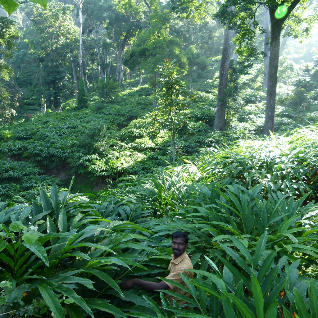 Viajar a India: Plantación de cardamomo en Munnar