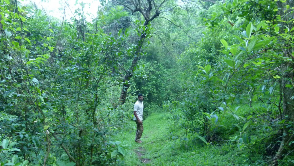 Viajar a India por Daniel González, Kerala, Mayo de 2015