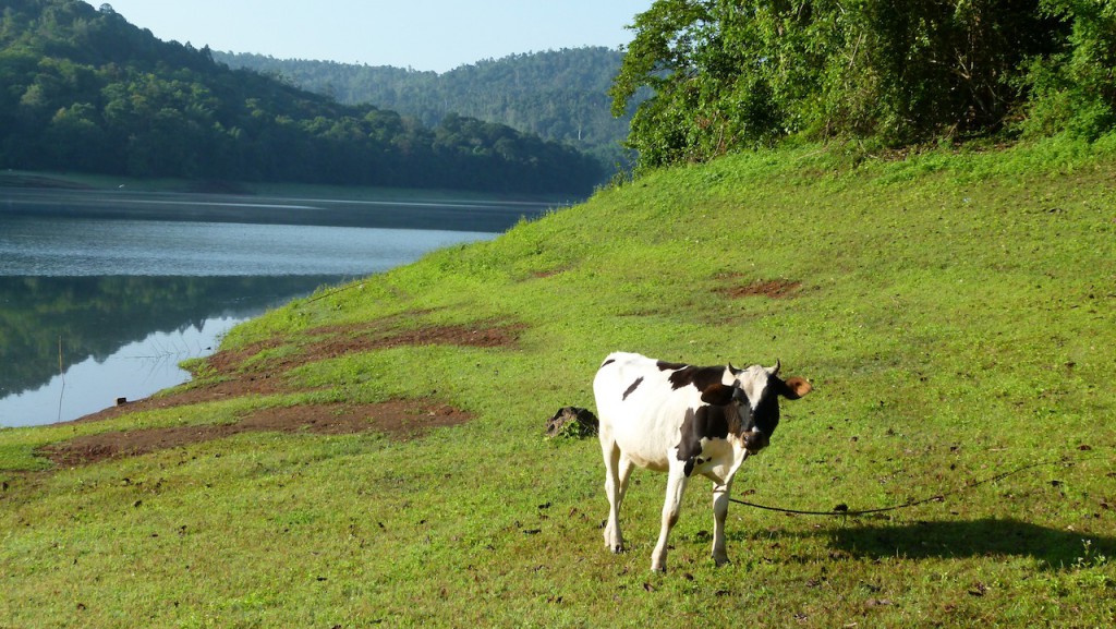 Viajar a India por Daniel González, Kerala, Mayo de 2015