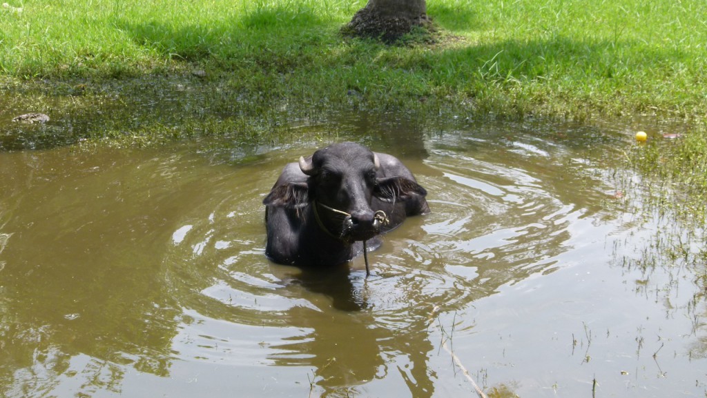 Viajar a India por Daniel González, Kerala, Mayo de 2015.