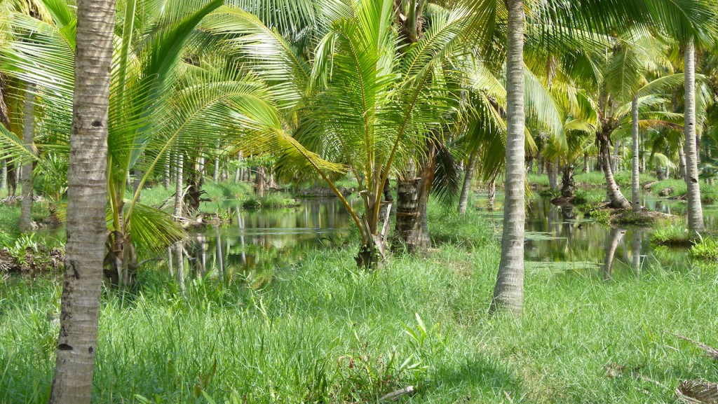 Viajar a India: La plantación de cocoteros en los Backwaters de Kerala