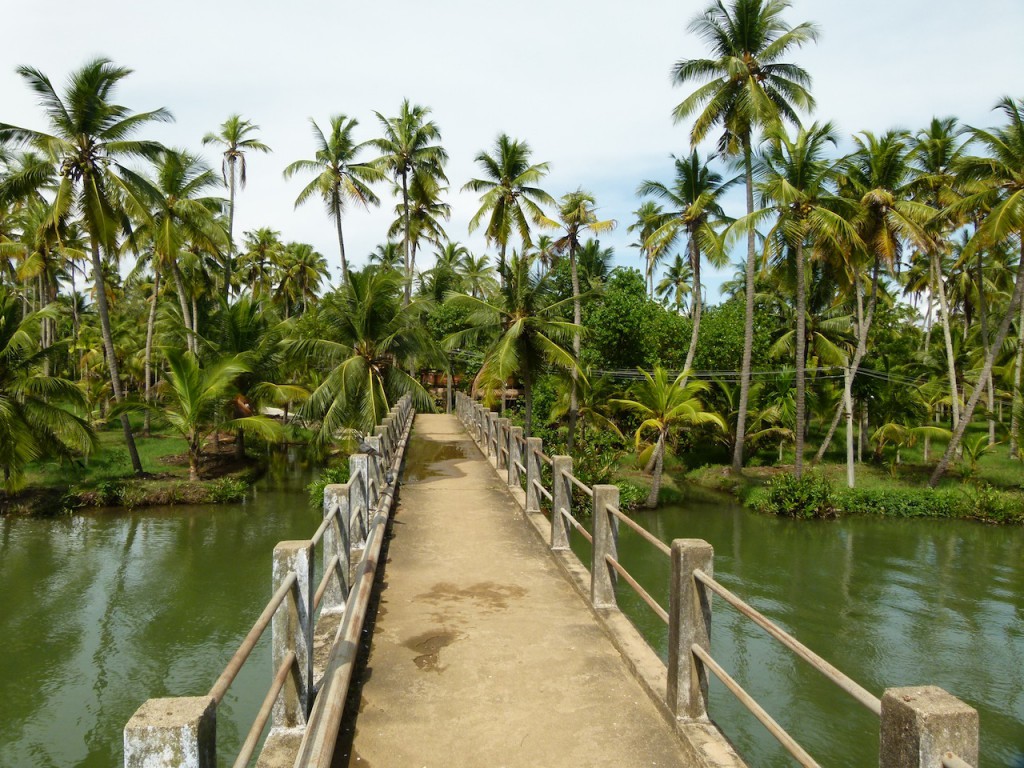 Viajar a India: La plantación de cocoteros en los Backwaters de Kerala