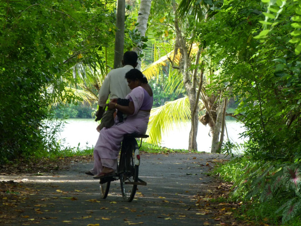 Viajar a India: La plantación de cocoteros en los Backwaters de Kerala