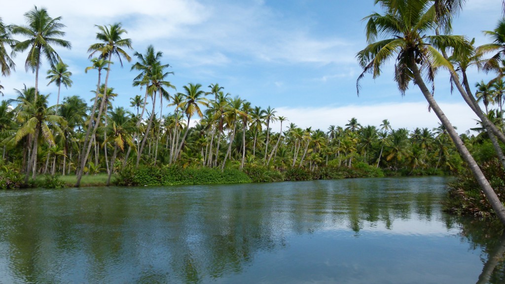 Viajar a India: La plantación de cocoteros en los Backwaters de Kerala