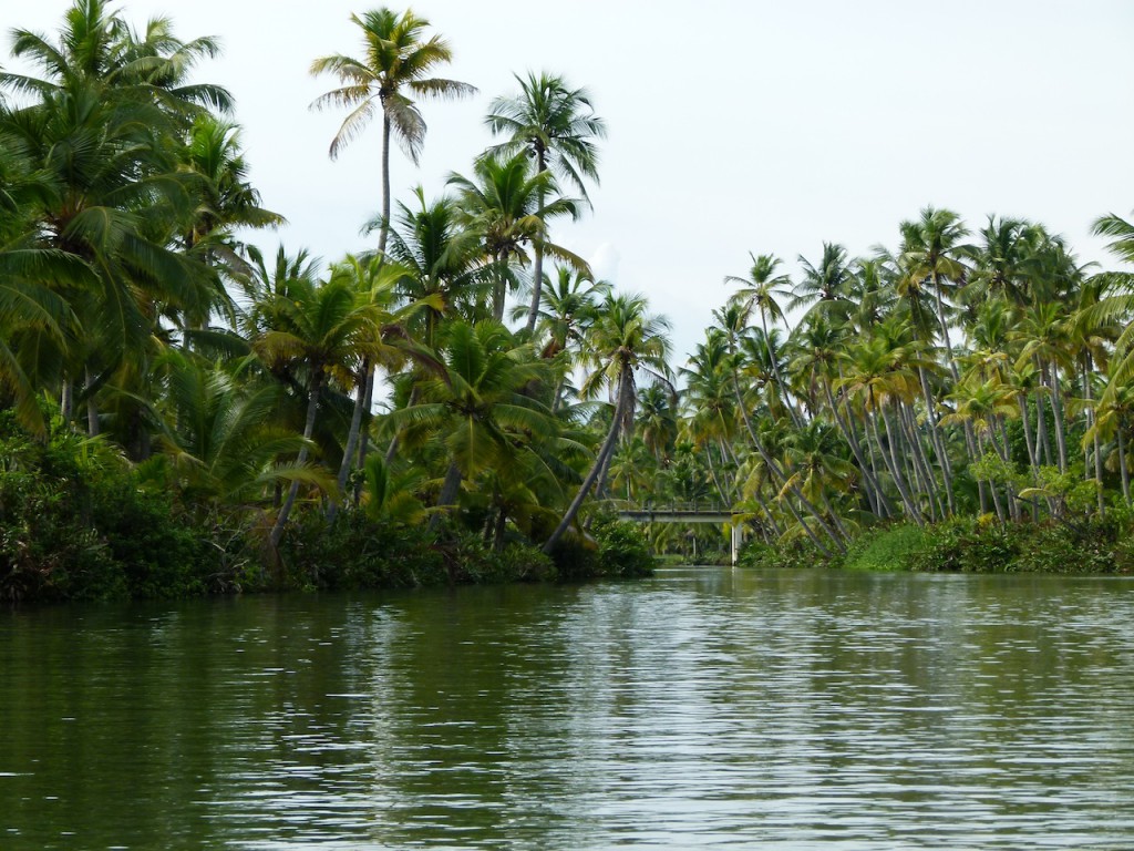 Viajar a India: La plantación de cocoteros en los Backwaters de Kerala