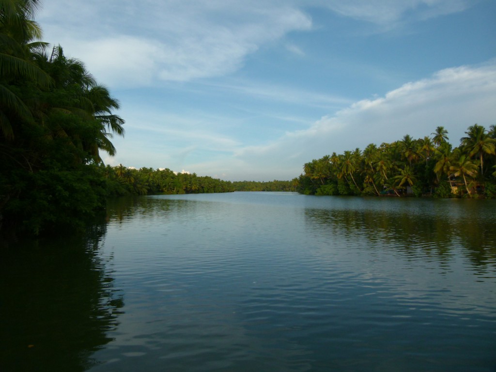 Viajar a India: La plantación de cocoteros en los Backwaters de Kerala