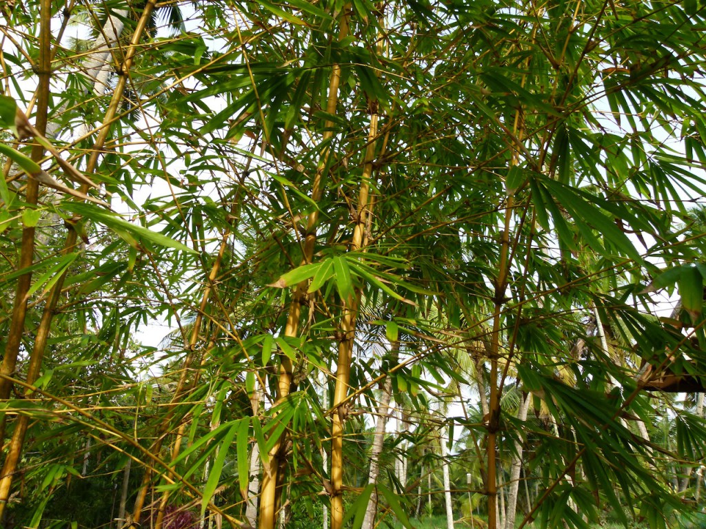 Viajar a India: La plantación de cocoteros en los Backwaters de Kerala