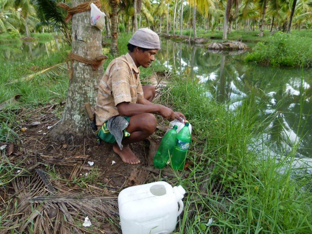 Viajar a India: La plantación de cocoteros en los Backwaters de Kerala