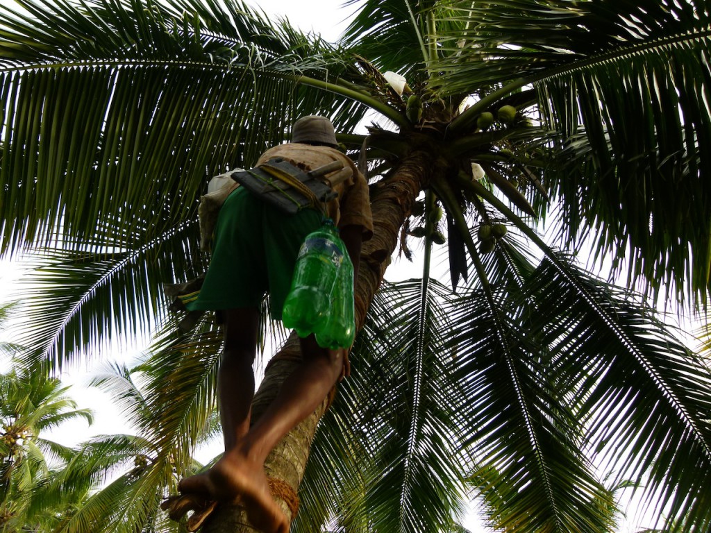 Viajar a India: La plantación de cocoteros en los Backwaters de Kerala