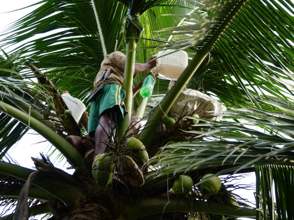 Viajar a India: La plantación de cocoteros en los Backwaters de Kerala