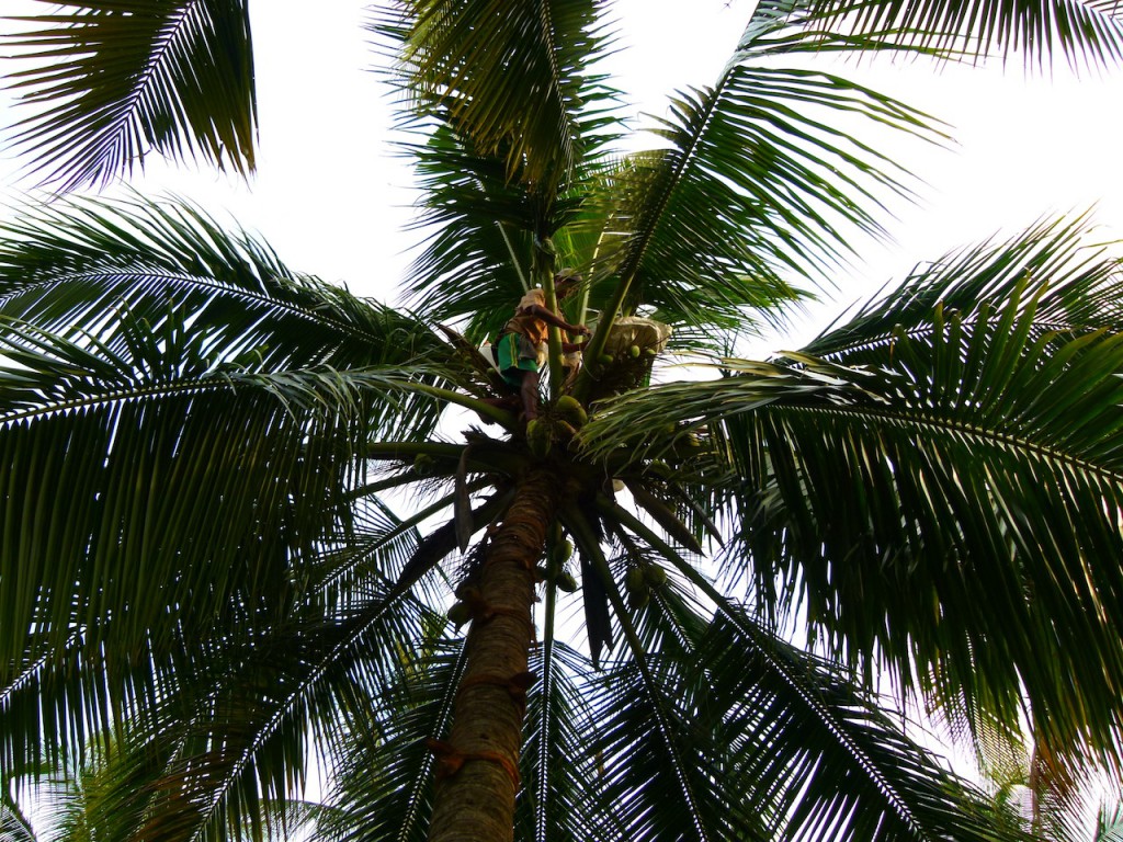 Viajar a India: La plantación de cocoteros en los Backwaters de Kerala