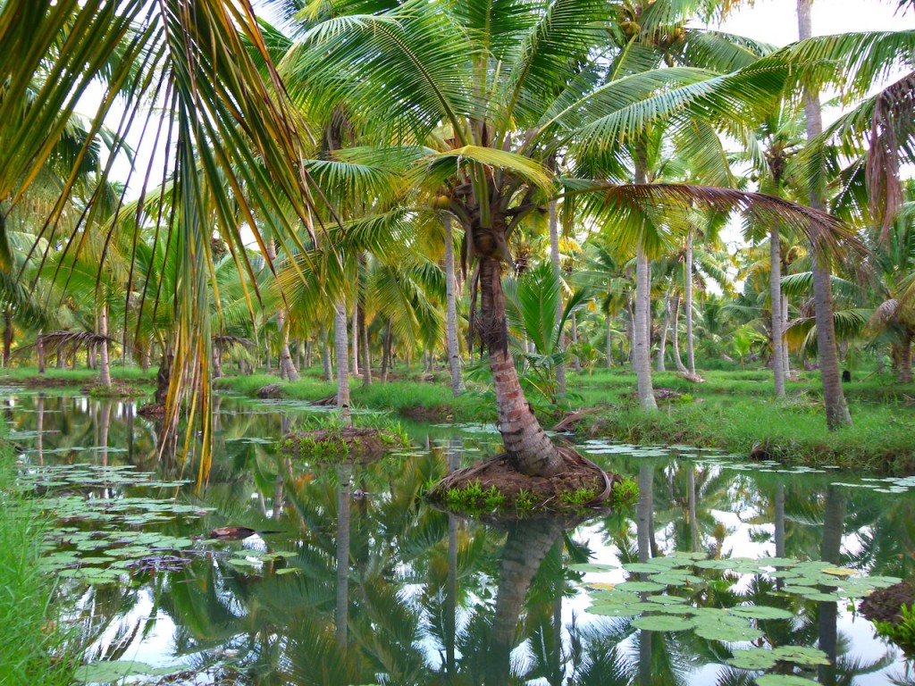 Viajar a India: La plantación de cocoteros en los Backwaters de Kerala