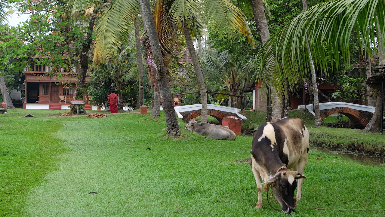 Coconut Lagoon, Backwater en Kerala