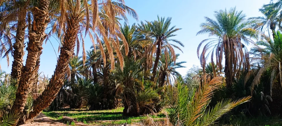 Ruta en moto por Marruecos: Draa y Chegaga en grupo para todos los niveles